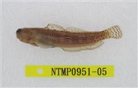 藏品(尾紋真動齒鳚)的圖片